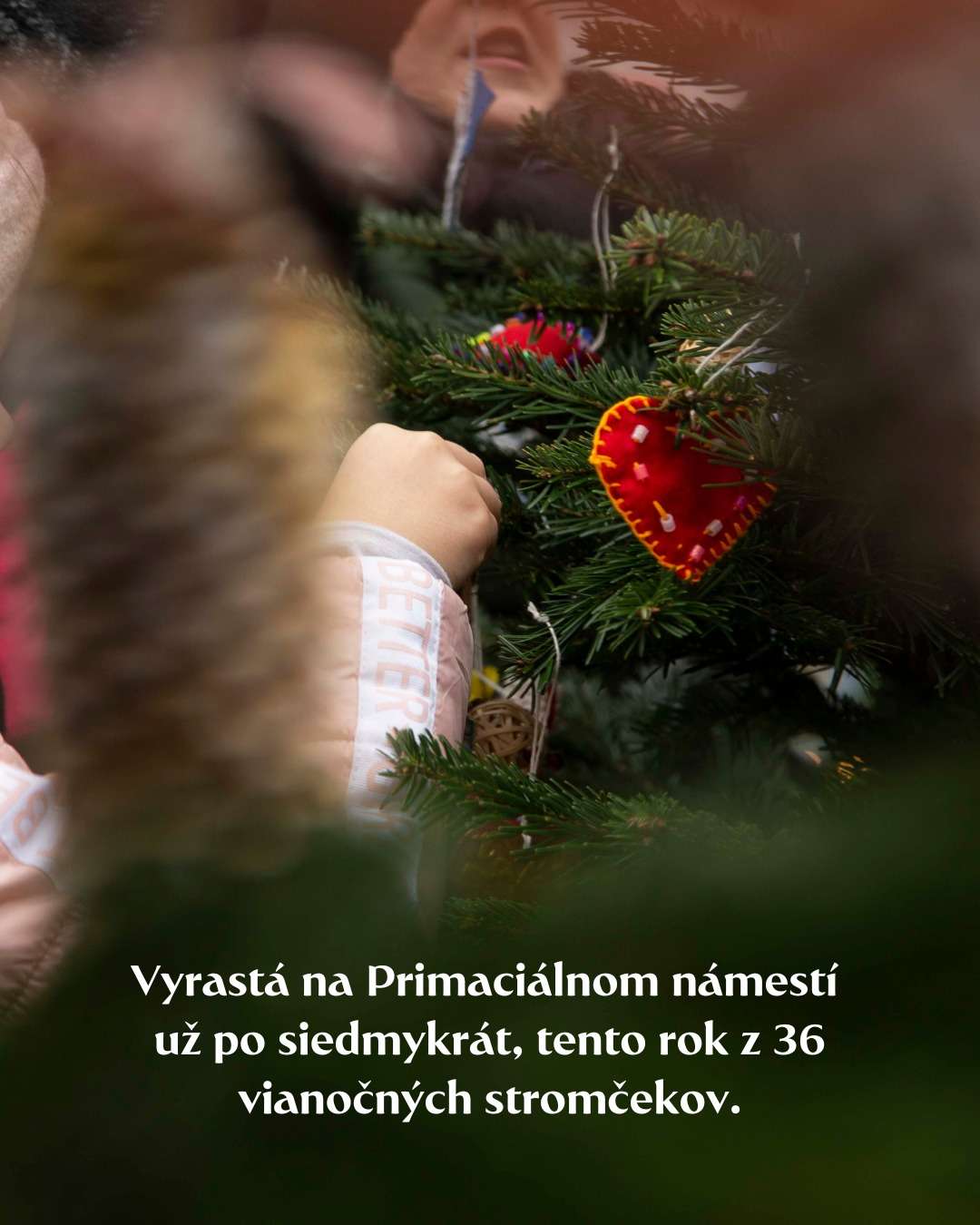 Aj Vianočný les má charitatívny rozmer. (Zdroj: BKIS)